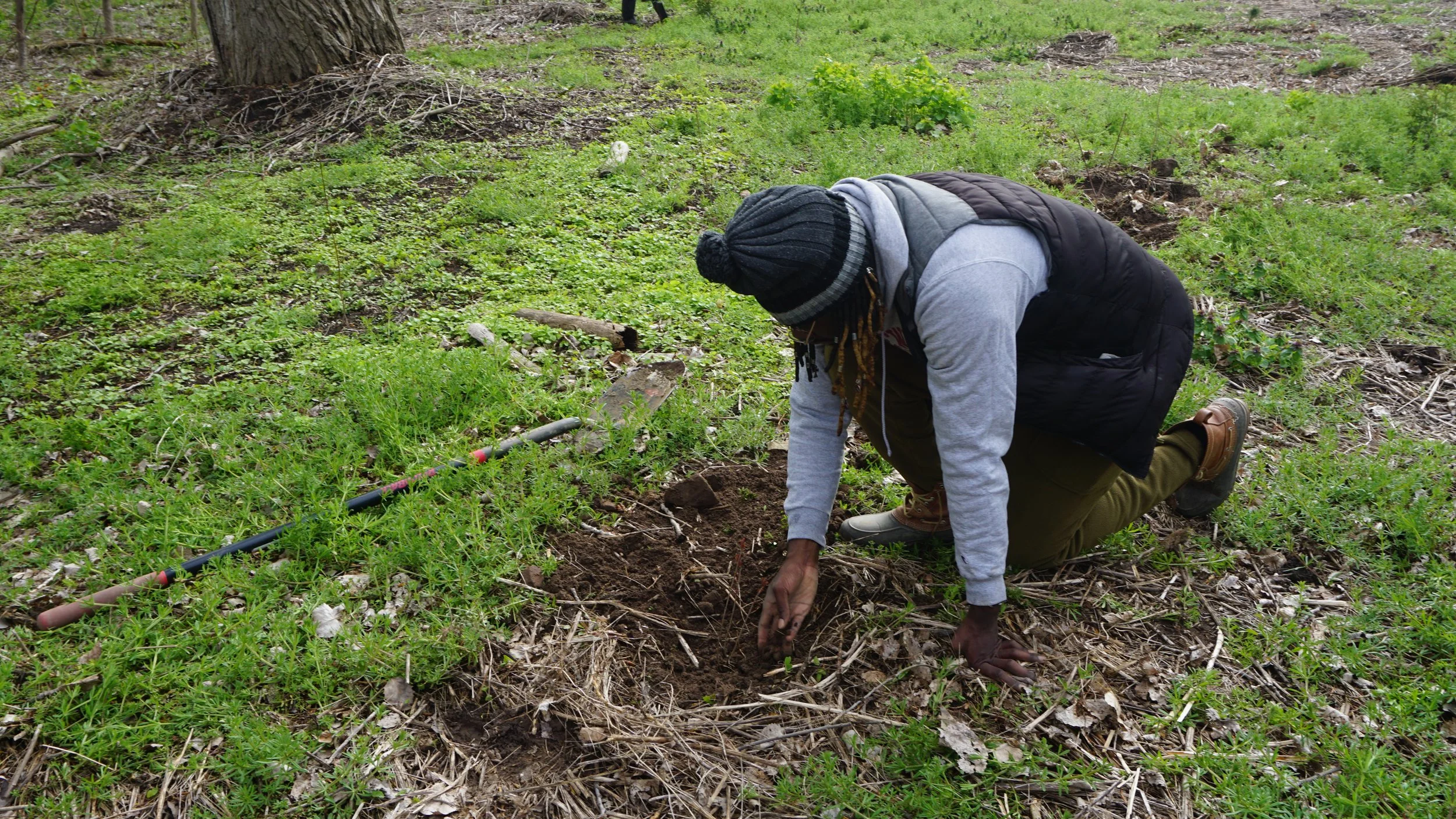 Trail Keepers: Tree Planting at Gosnell Big Woods