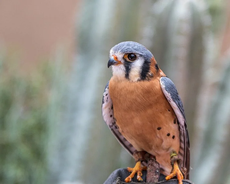 Where Innovation Meets Conservation
