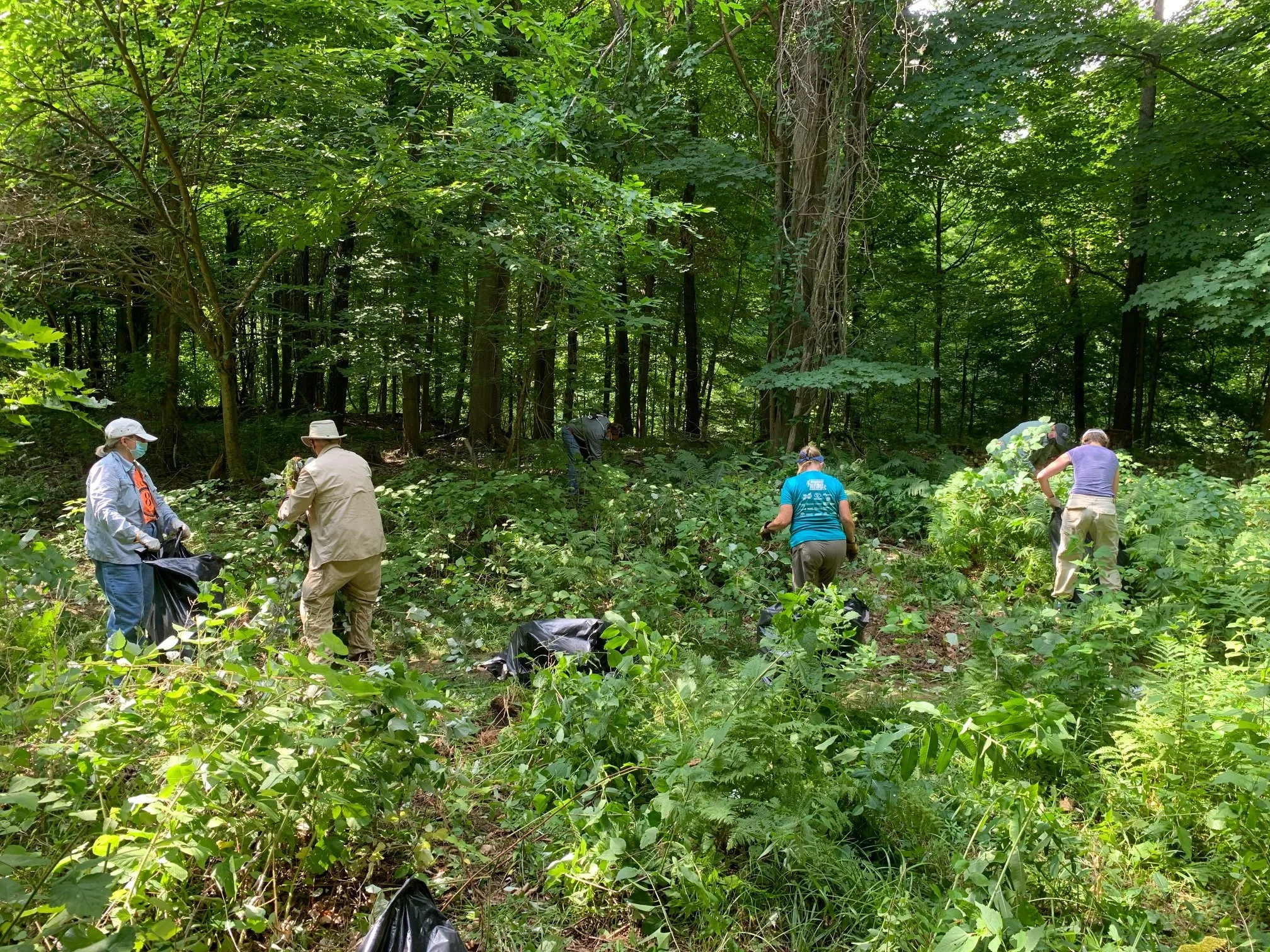 Trail Keepers: Invasive Species Control at Macyville Woods