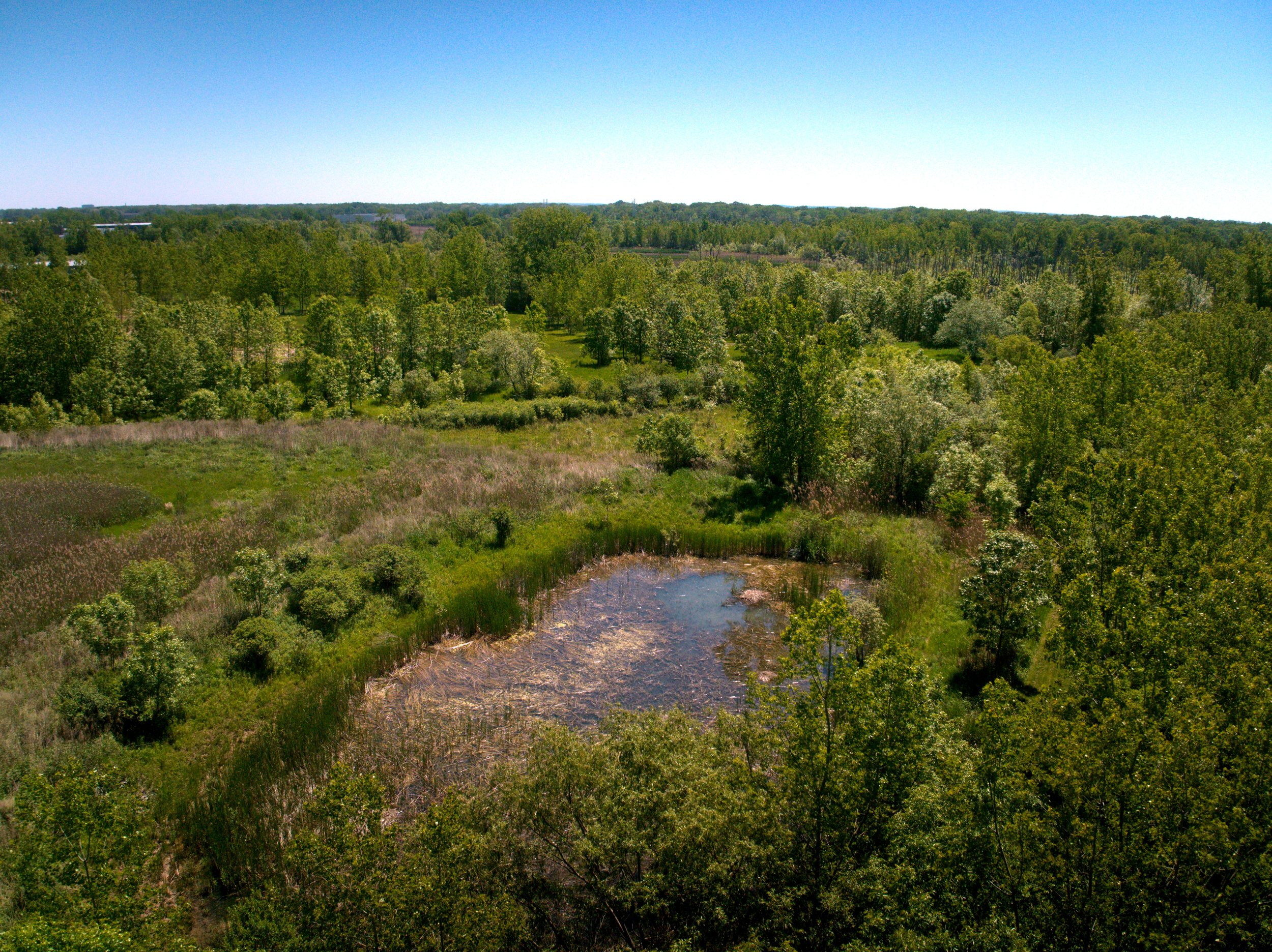 Black Creek Wetlands