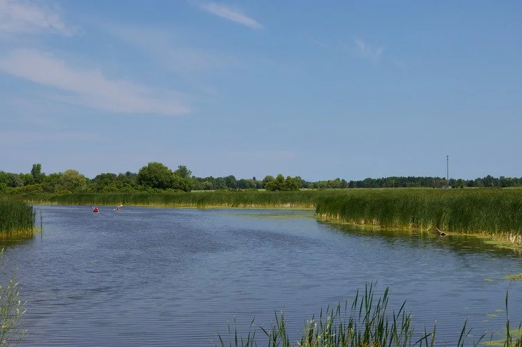 Salmon Creek Wetlands