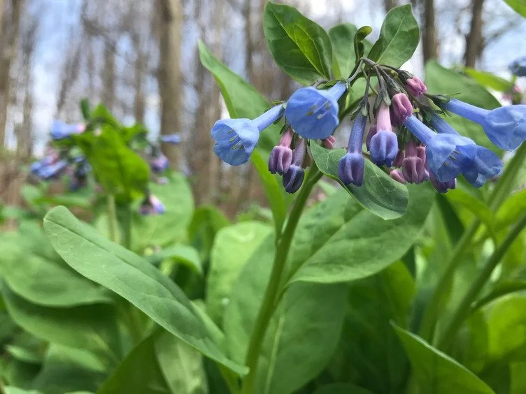 Virginia blue bells- Ganargua Creek Meadow Preserve.jpg