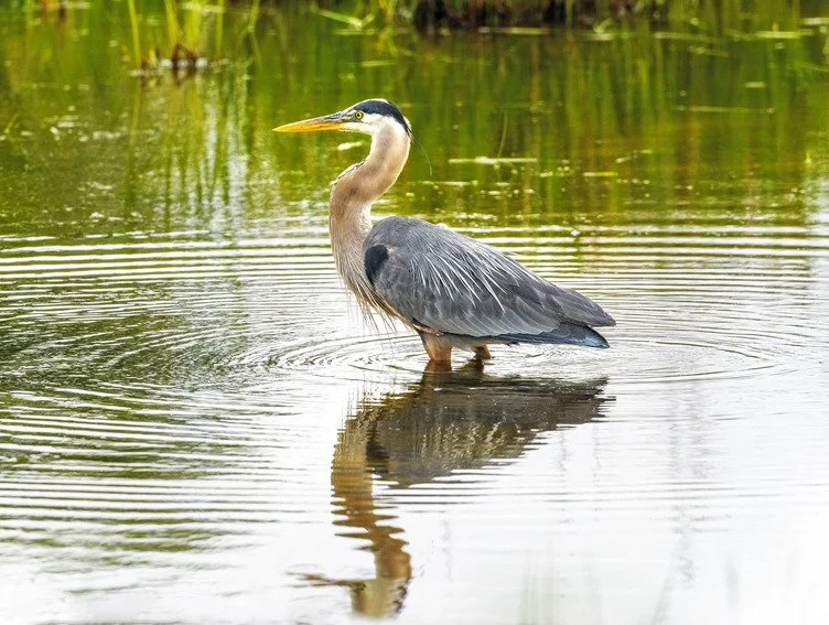 Great Blue Heron (1).jpg