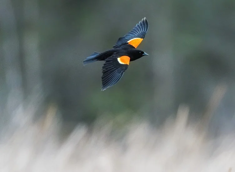 Red winged blackbird.jpg