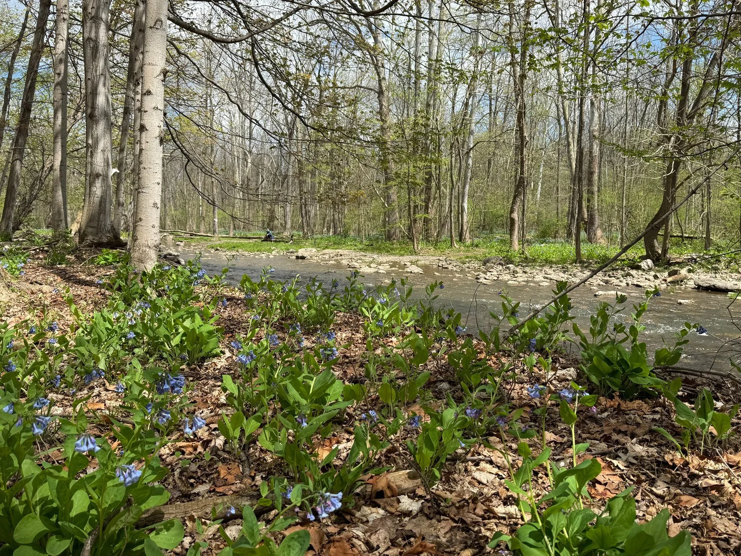 Mud Creek Nature Preserve (Now OPEN!)