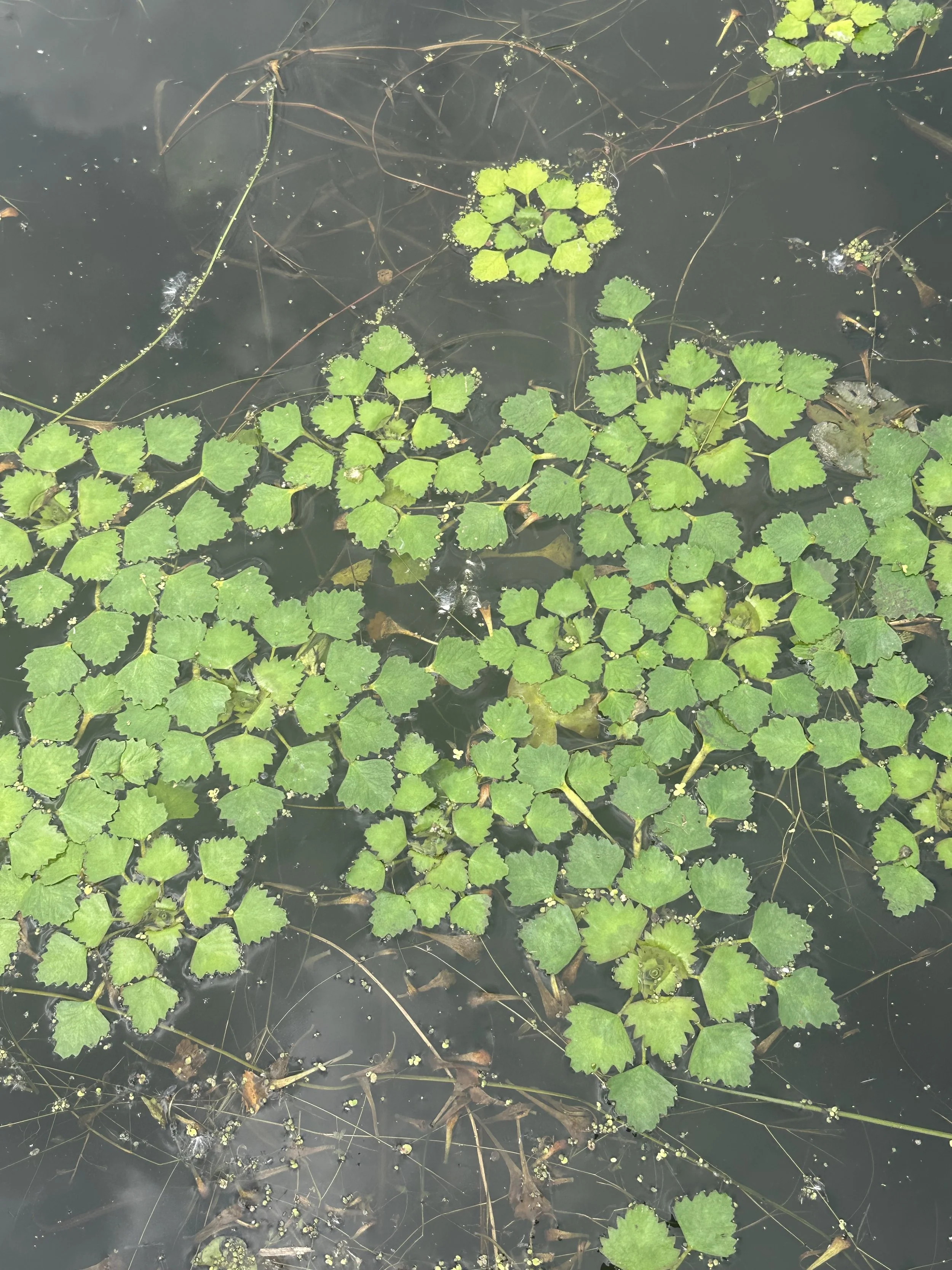 Water Chestnut Pull