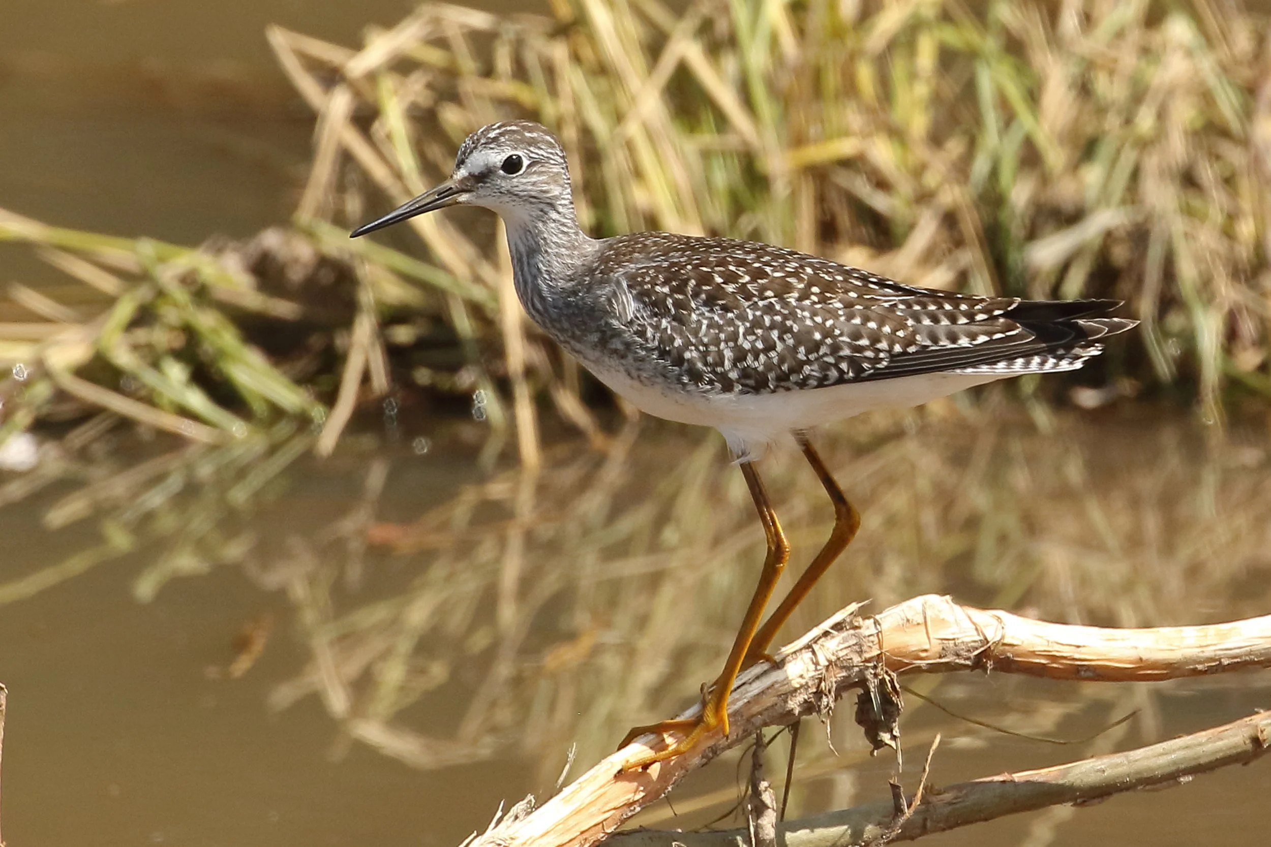 a bird with yellow legs, a white breast, and browth feathers with white dots stands on a branch in a wetland.