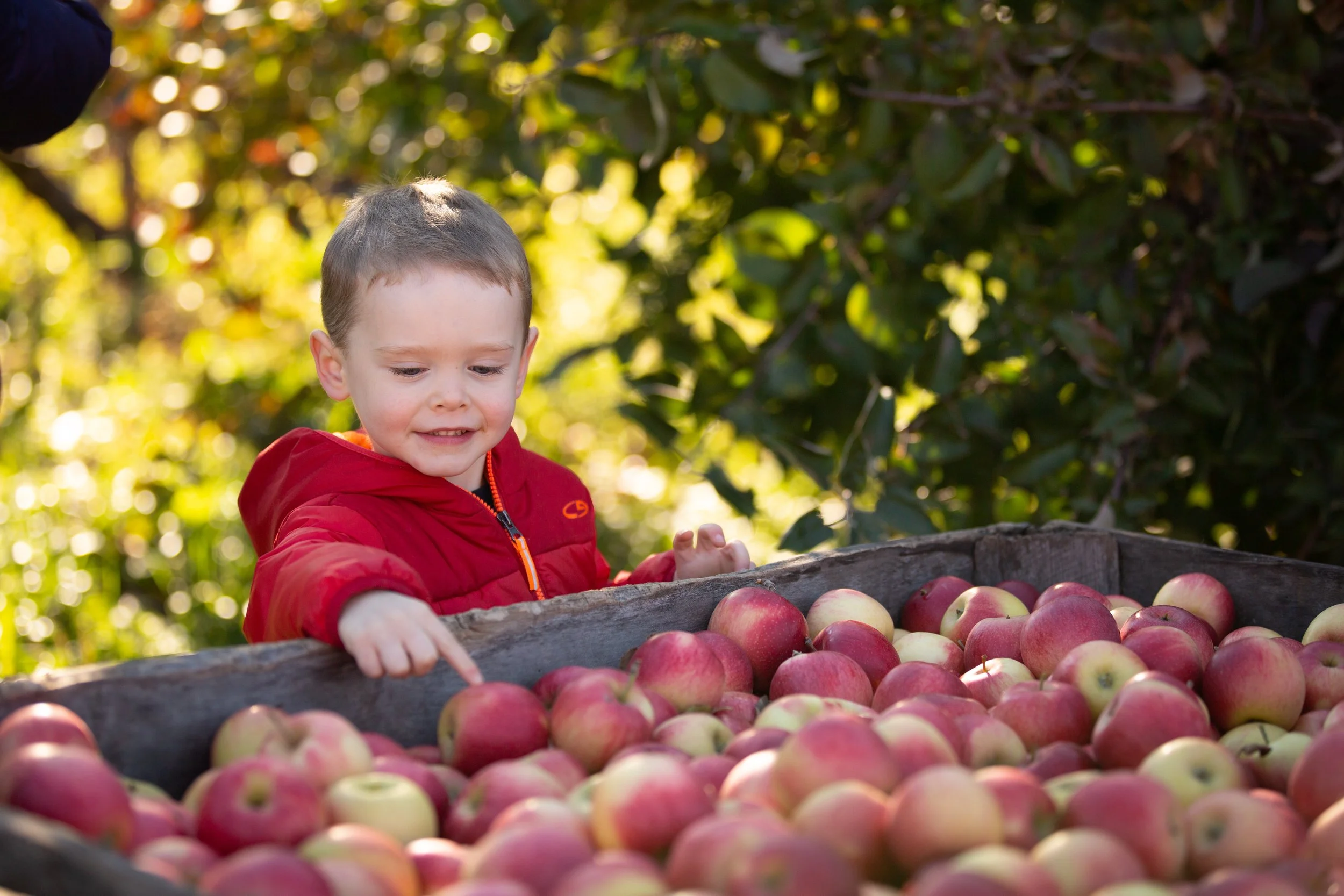 a young white child in a red jacket smiles while pointing at a harvest bin of red apples.