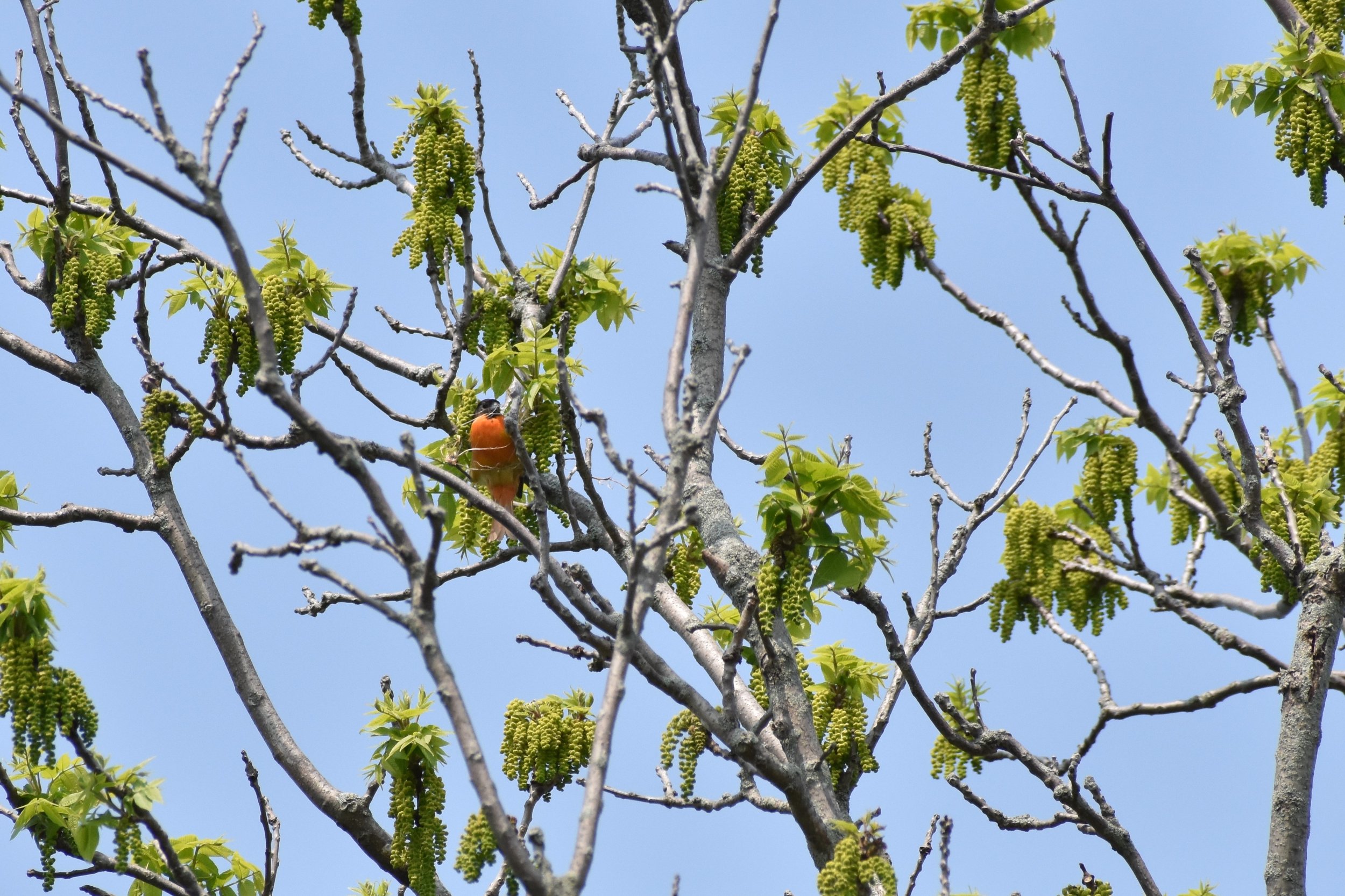 Baltimore oriole.JPG