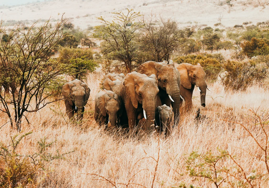 elephants.jpg