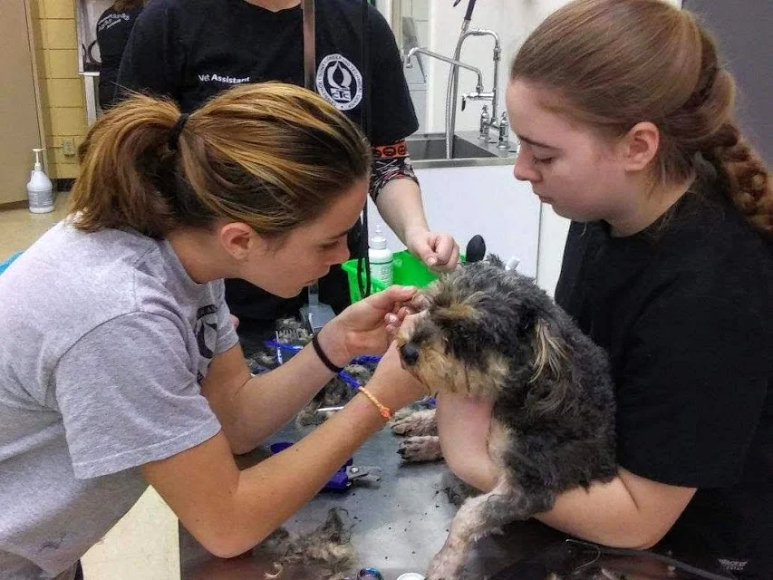 VA Raises Funds for Stick Up for the Paws!