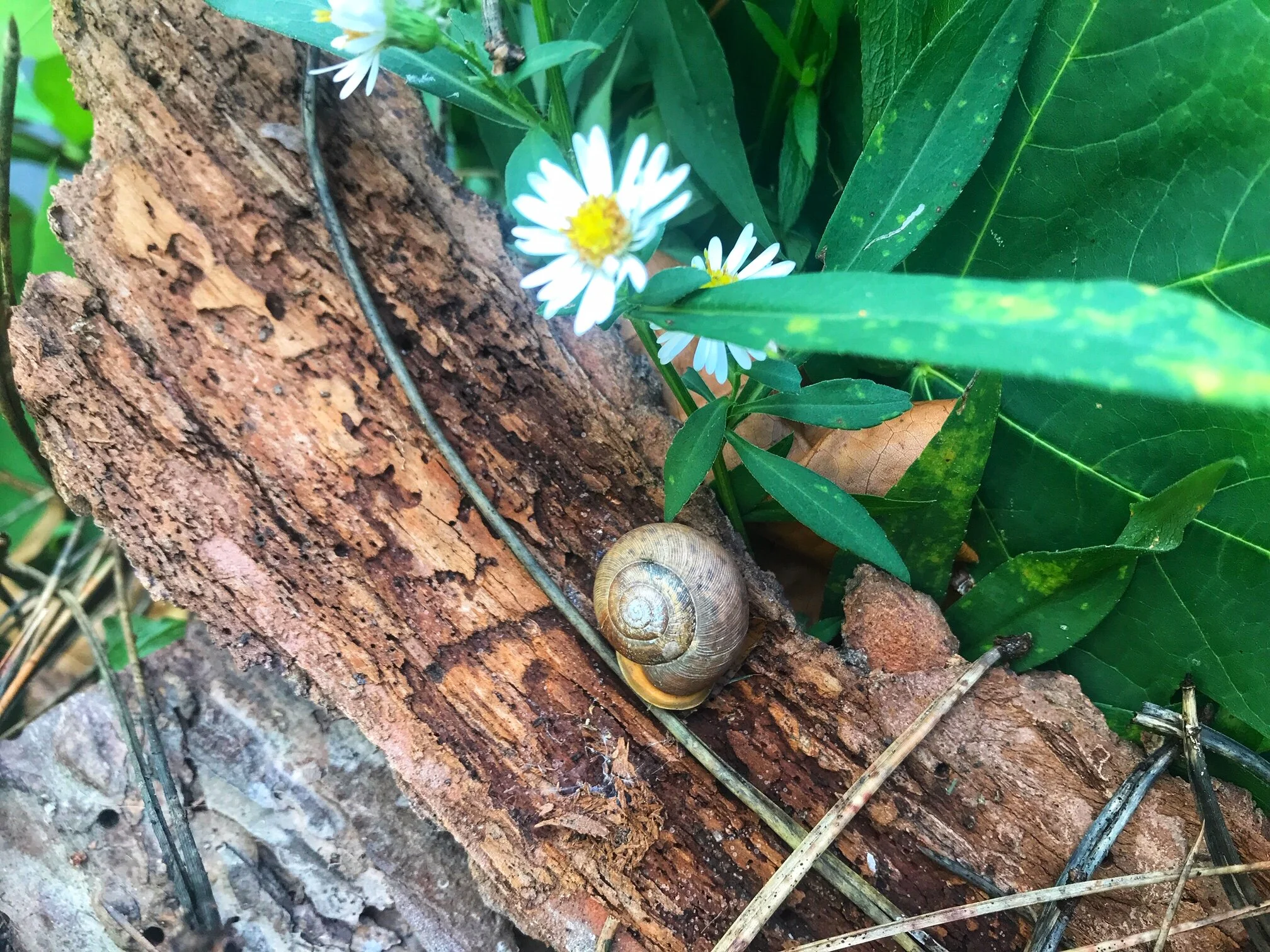 CA Utilizes Flora &amp; Fauna to Create 