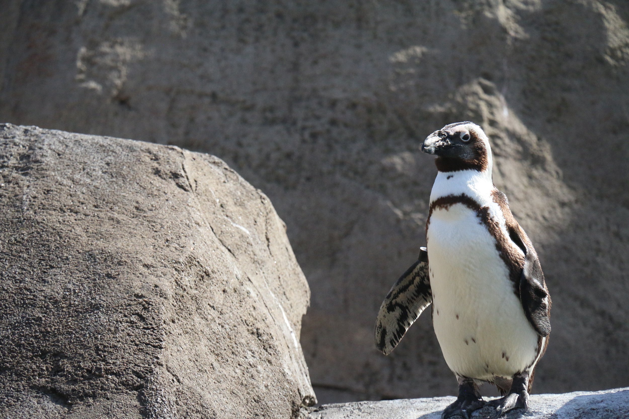 Leanna’s photograph of a penguin bathed in light.