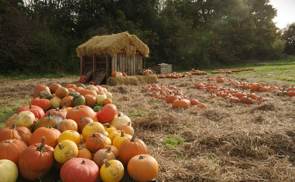 Image Courtesy of Brooksgrove farm Facebook page