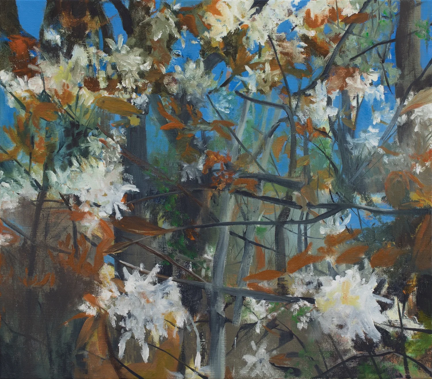 Shadbush, Oil on Linen, 19 x 22 inches