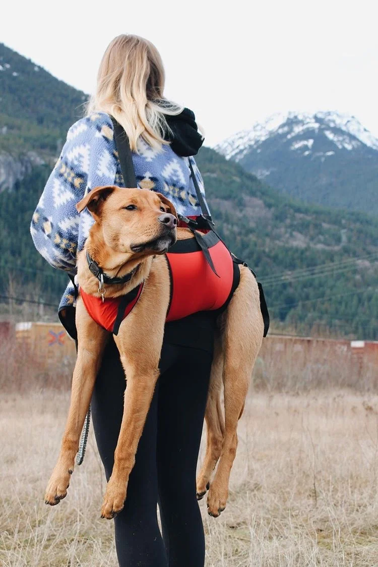 dog pack harness