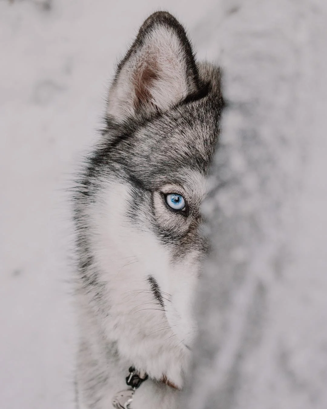 Meet Snow Dogs Cricket And Facts Ruff Rescue Gear
