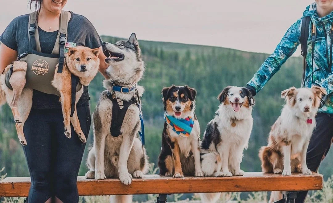 Snow Camp Animal Rescue , Snow Camp – PIDNE