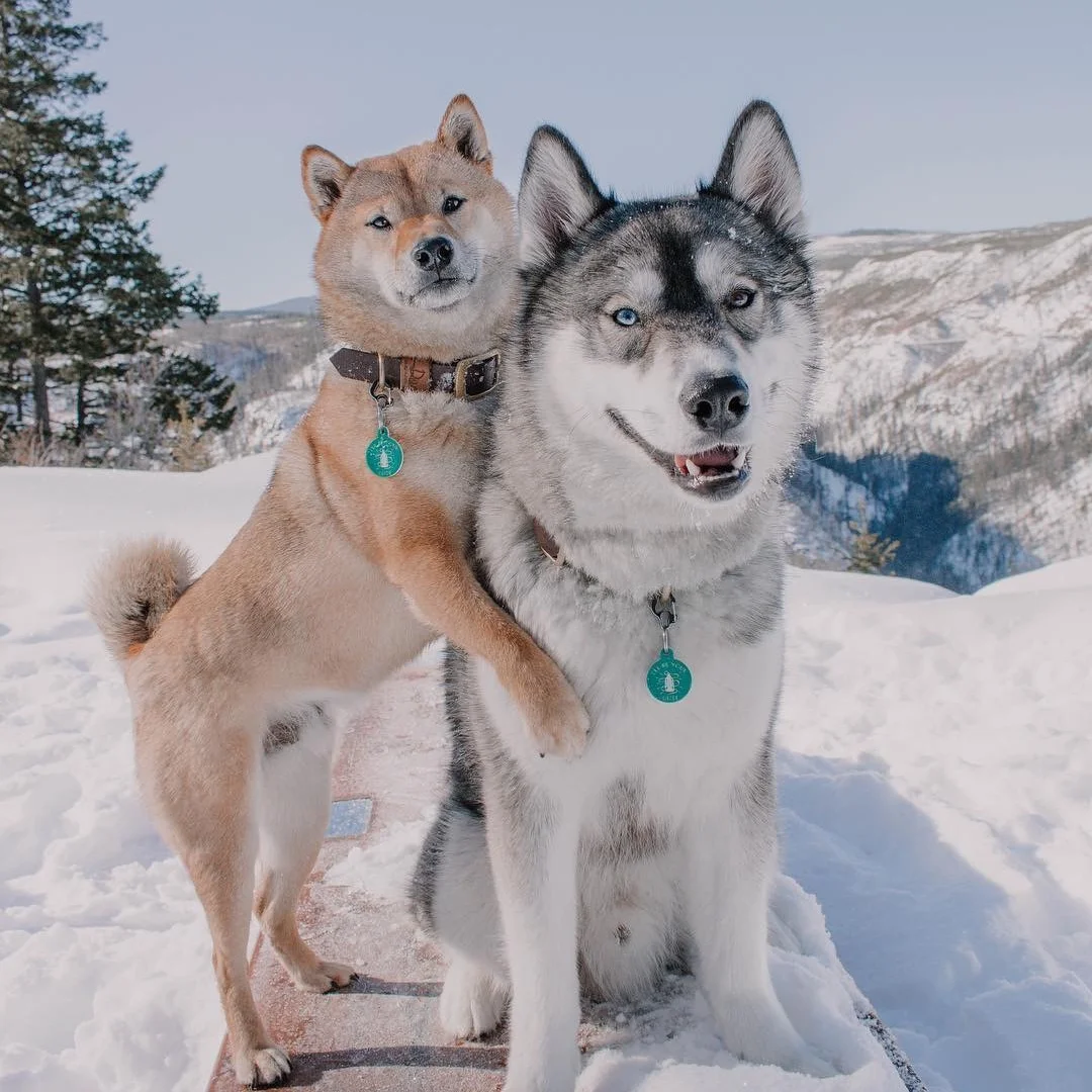 Meet Snow Dogs Cricket and Facts
