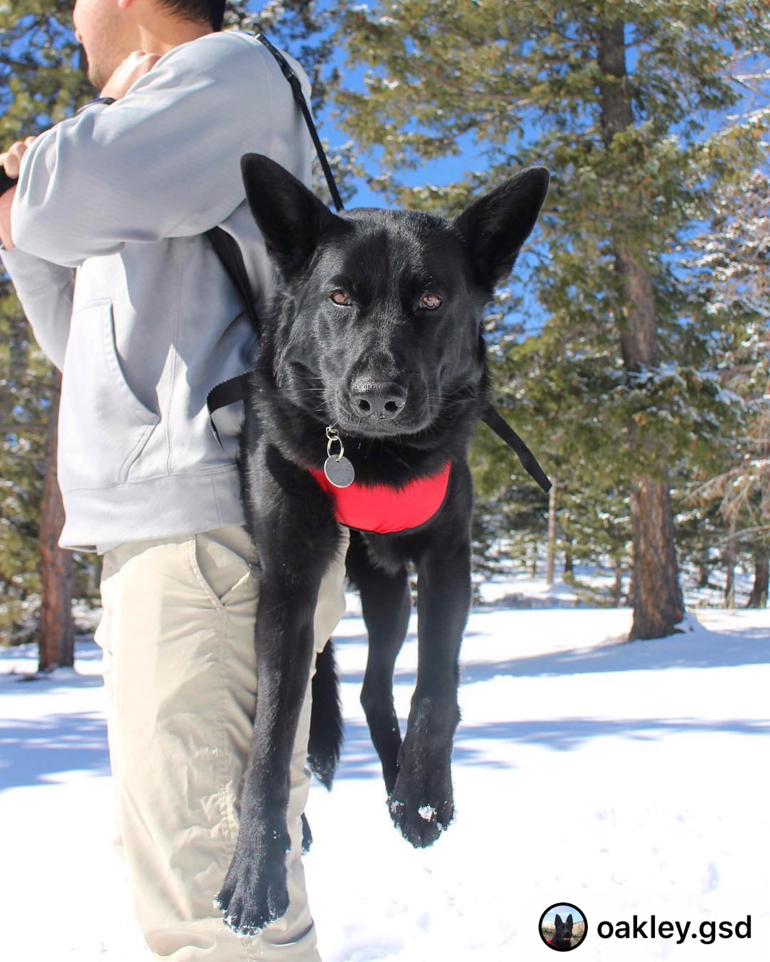 dog carrying harness hiking