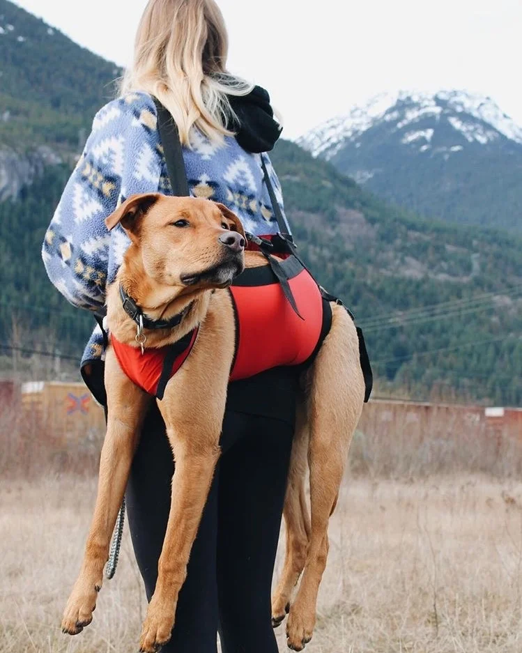Carrying Harness Large Dog Backpack Carrier For Hiking HEAD-OUT
