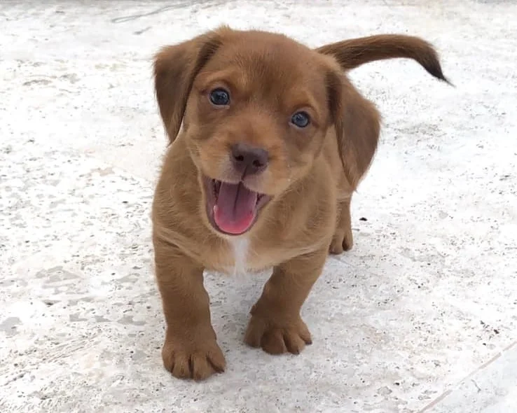 Dachshund Rescue South Florida