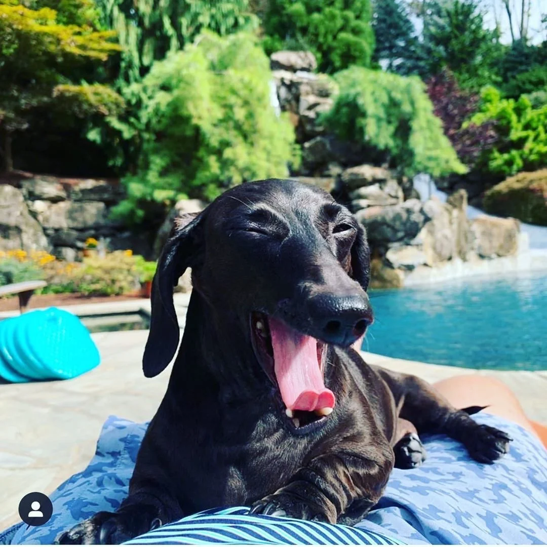 DREAM Dachshund Rescue 