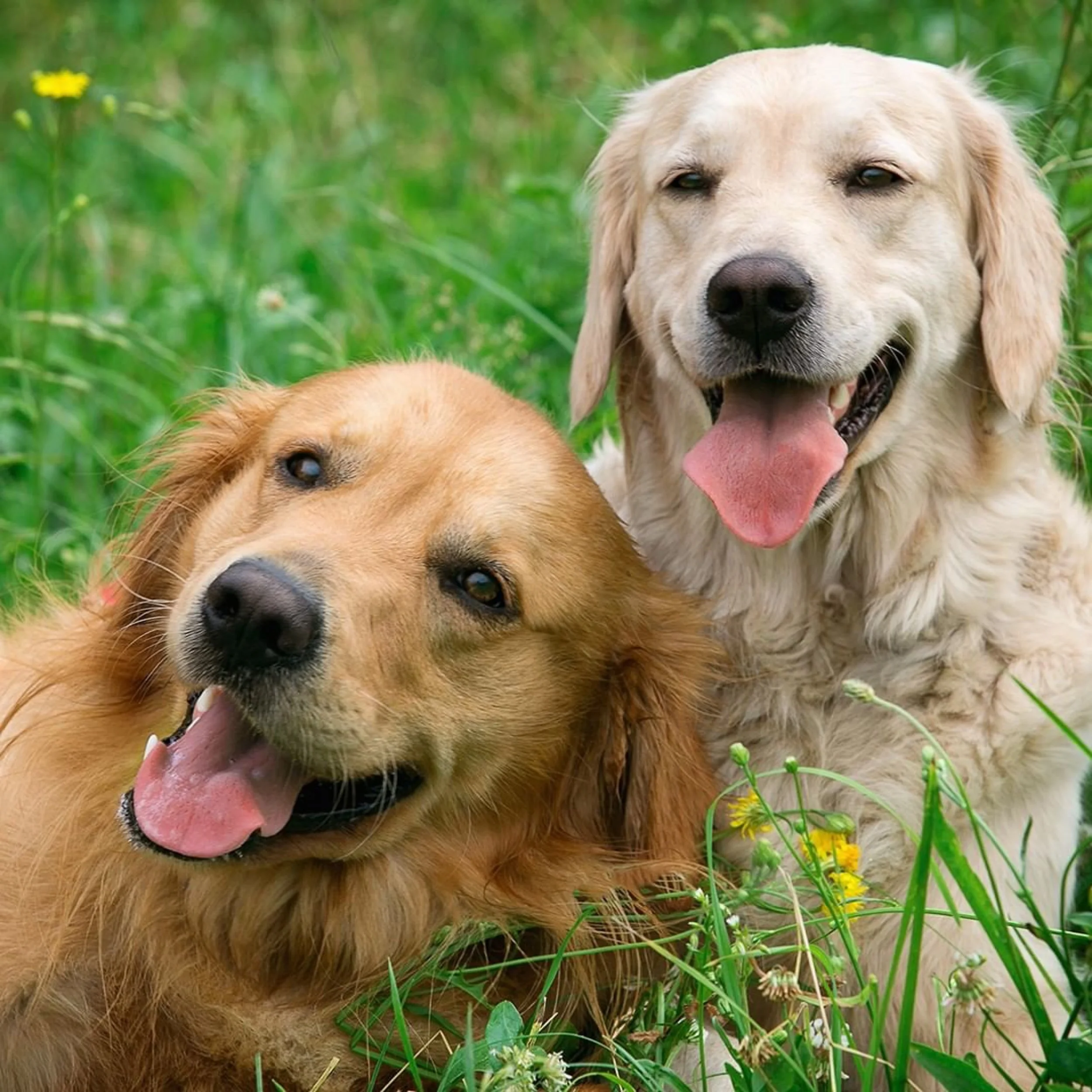 Morris Animal Foundation
