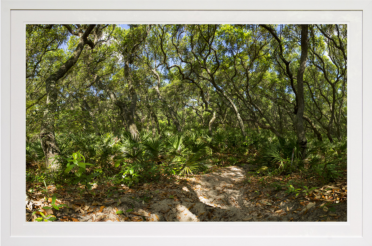 illuminated oaks: cumberland island national park, ga