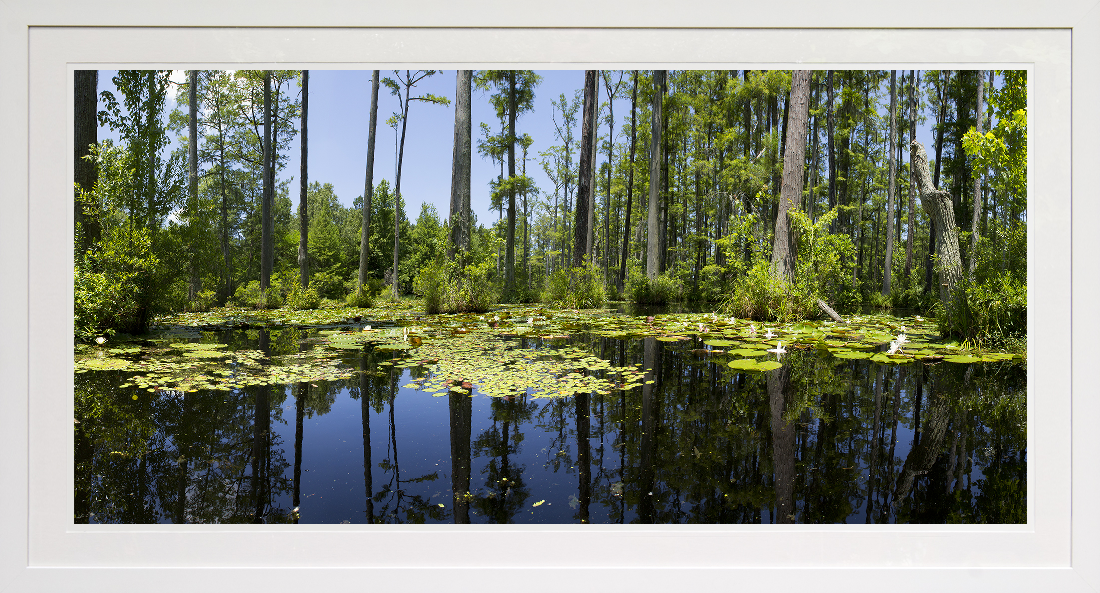 cypress garden: moncks corner, sc