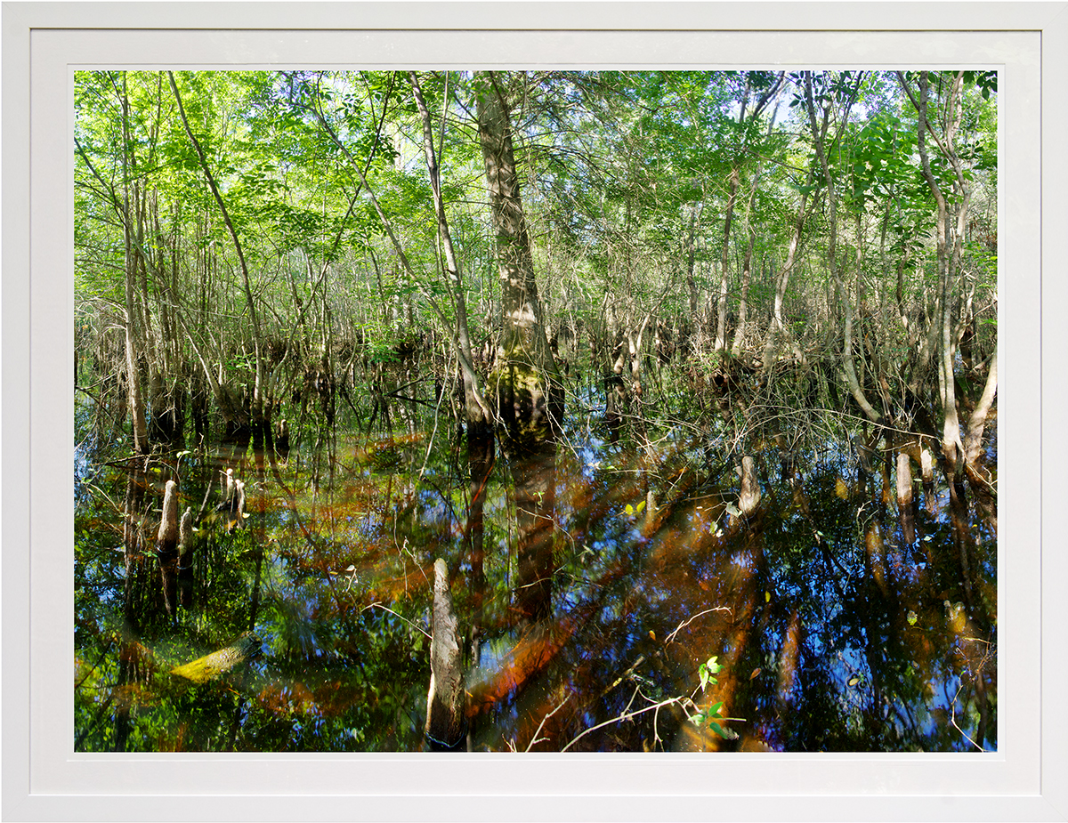 nicholson swamp: francis marion national forest, sc