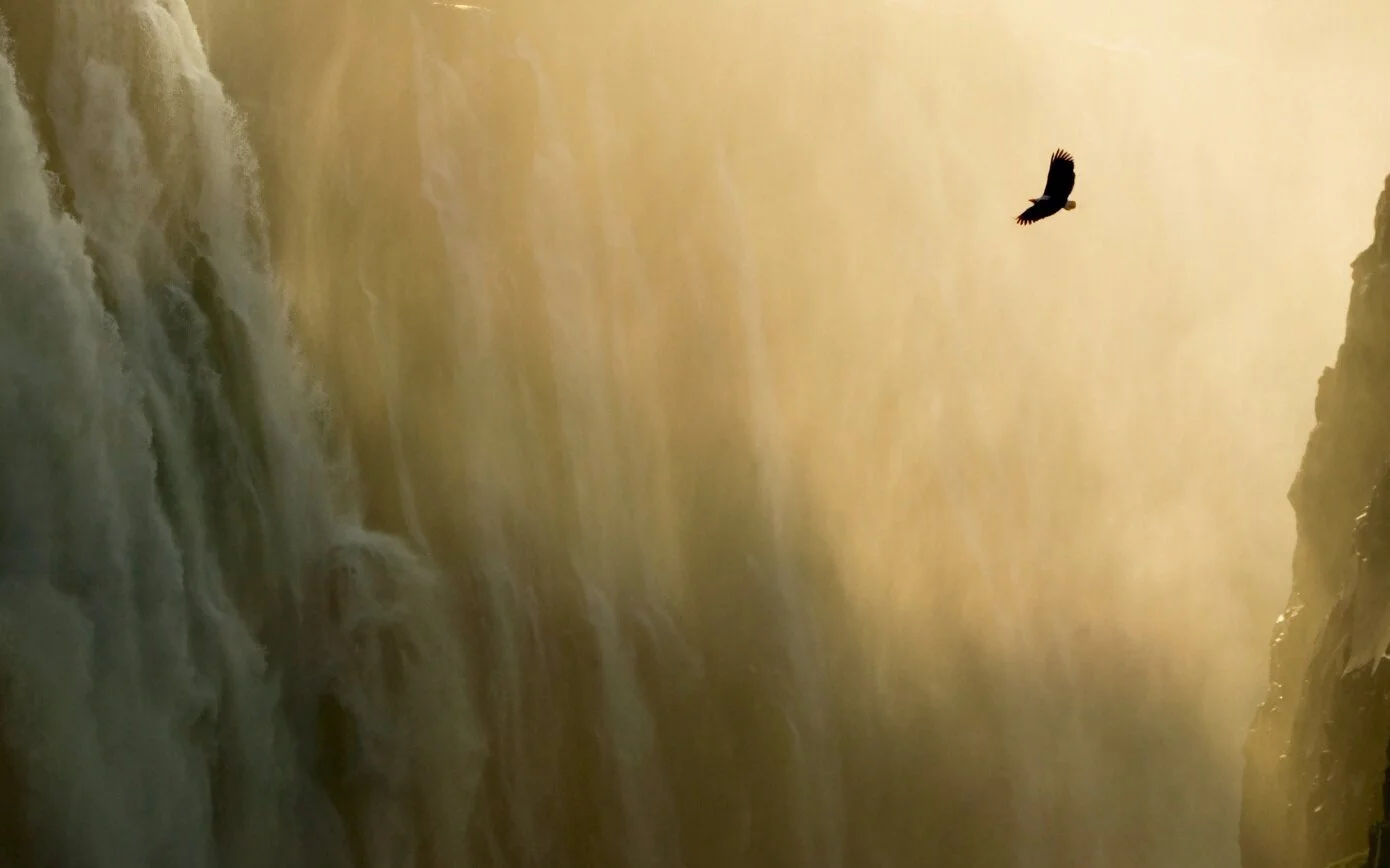 lone_eagle-wallpaper-1440x900.jpg