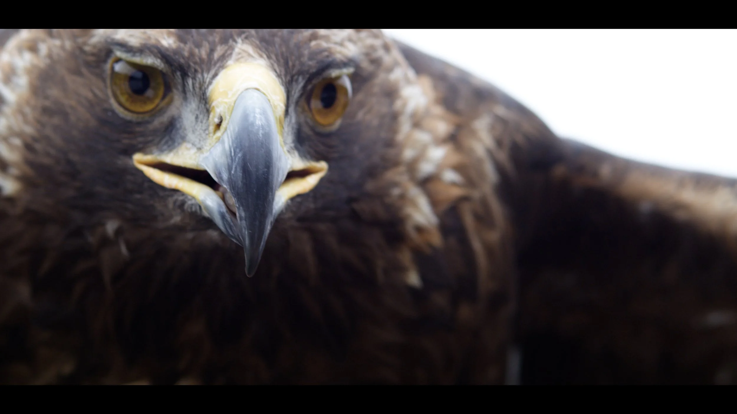 Trailer-Mooraps Call-2025.00_03_33_13.Still008.jpg