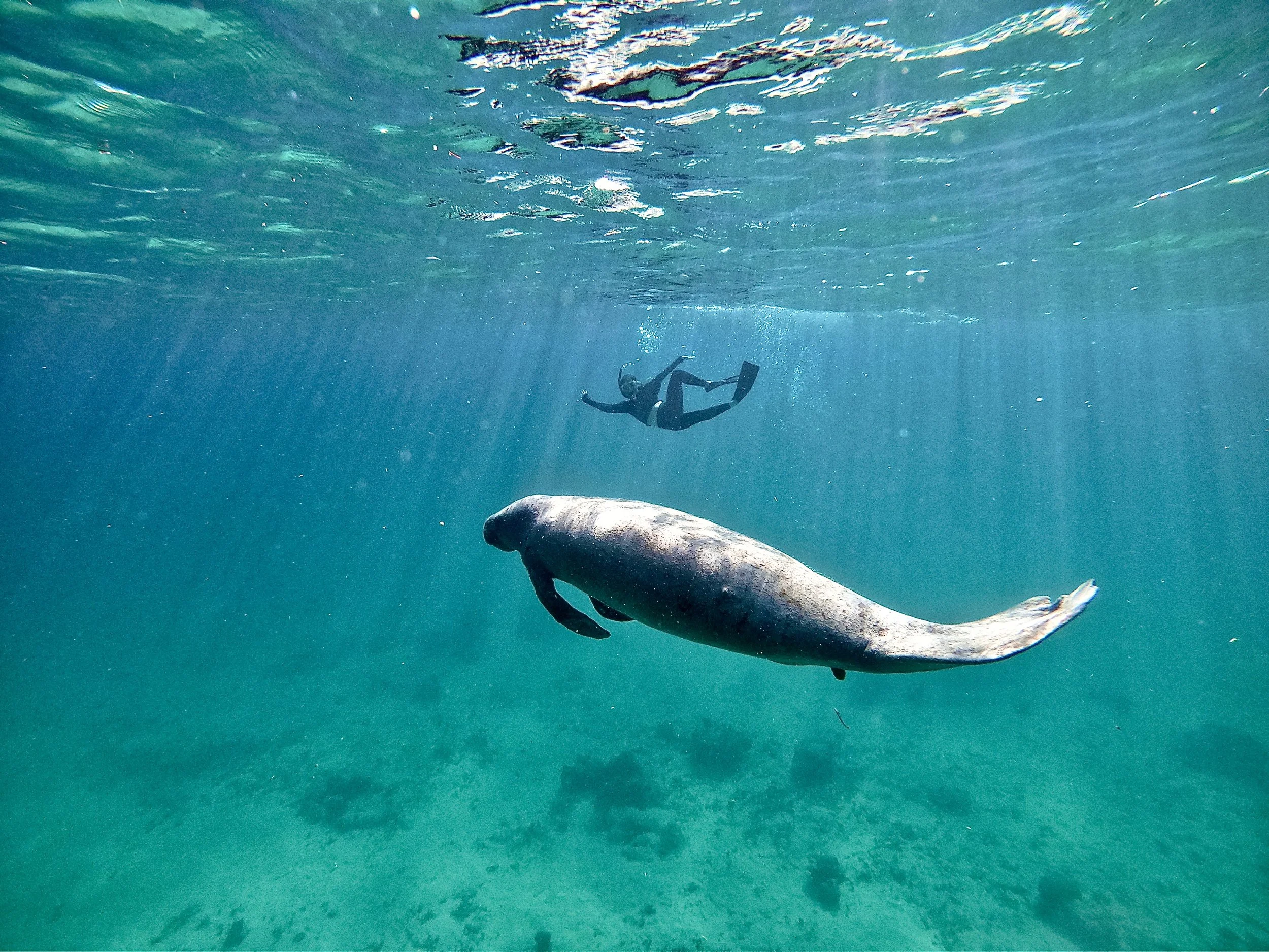 The singer &amp; the manatee