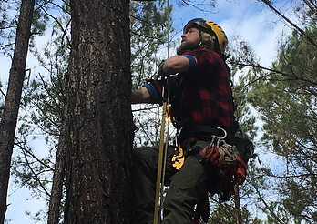 Envalish sent nationally certified arborist Randy Pound to measure and evaluate the trees that could become part of the course.