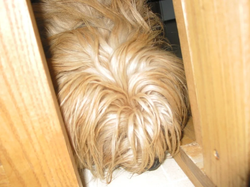 100-0016_IMG.JPG
