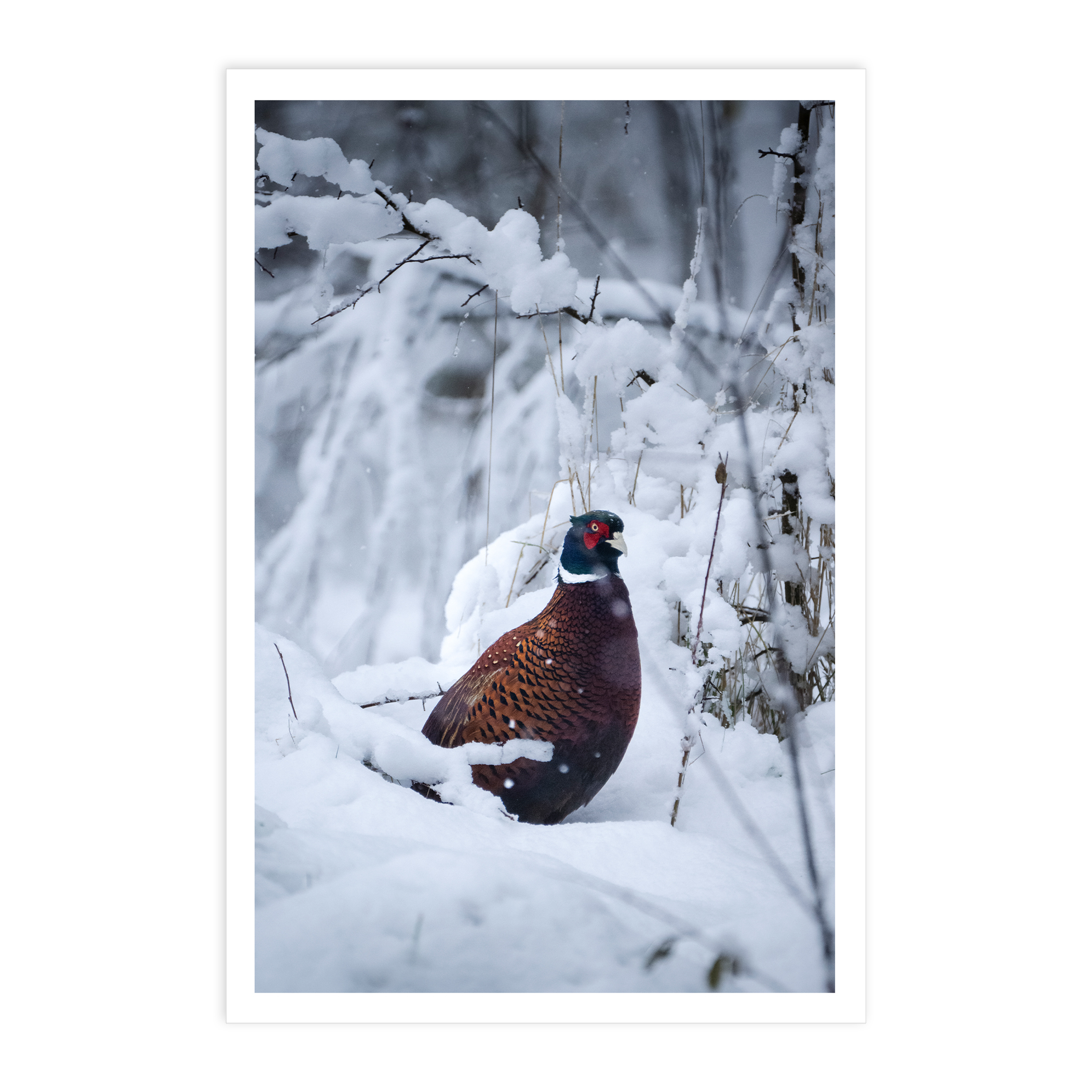 SKGC002 Red Squirrel Snow 4x6 Card FRONT.png
