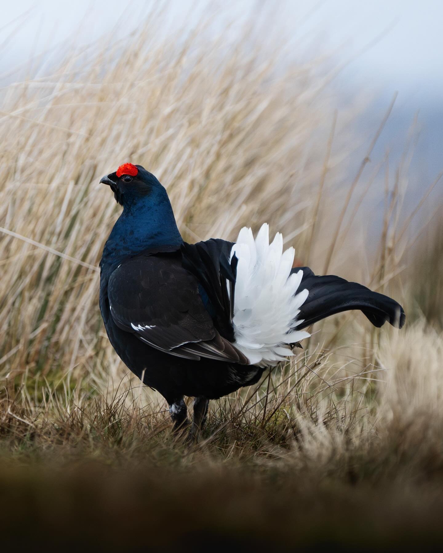 The black grouse, standing proud and ready to fight! I spent a few hours on Sunday morning with @espenhelland cosy and dry in our @tragopan.official HOKKI V3 hides, wind and rain lashing the outside. The grouse didn&rsquo;t seem to mind though and pu