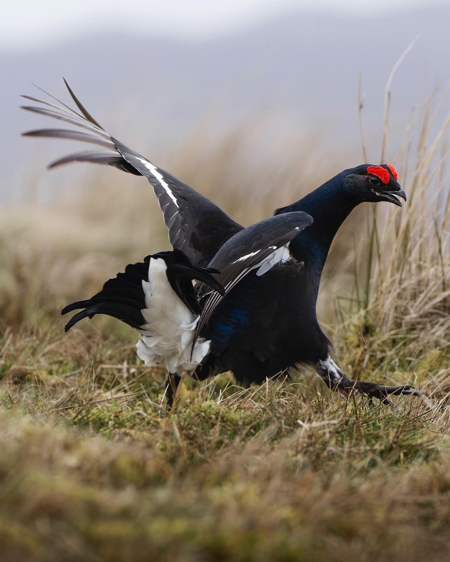 Two black grouse battling it out, feathers flying. Lying on the ground in a hide just meters from this dramatic yearly spring time ritual and hearing the noise these striking birds make really is a unique experience. Slowly swipe through the pano to 