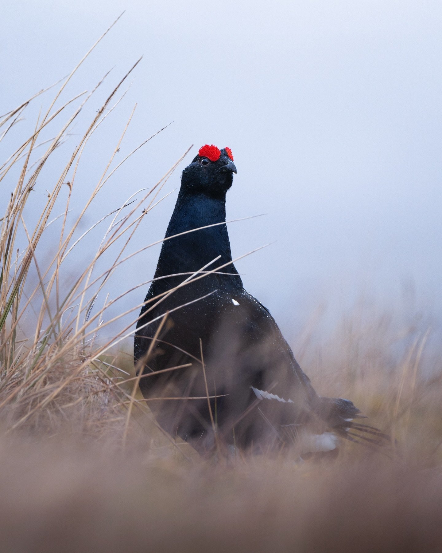 On the lookout. Every now and then all the birds at the lek would look up at potential threats and even once burst from the site and fly off for a few moments before returning shortly after to their ritual.

#blackgrouse #grouse #scotland #lek #black