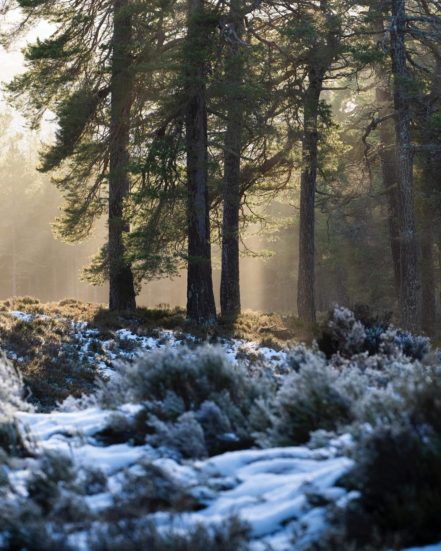 Warm evening light flooding through the snowy forest at the Mar Lodge estate back in very early Jan. We were just finishing up a walk with friends as the sun began to dip down toward the tops of the hills. It had been a cold crisp day with the previo