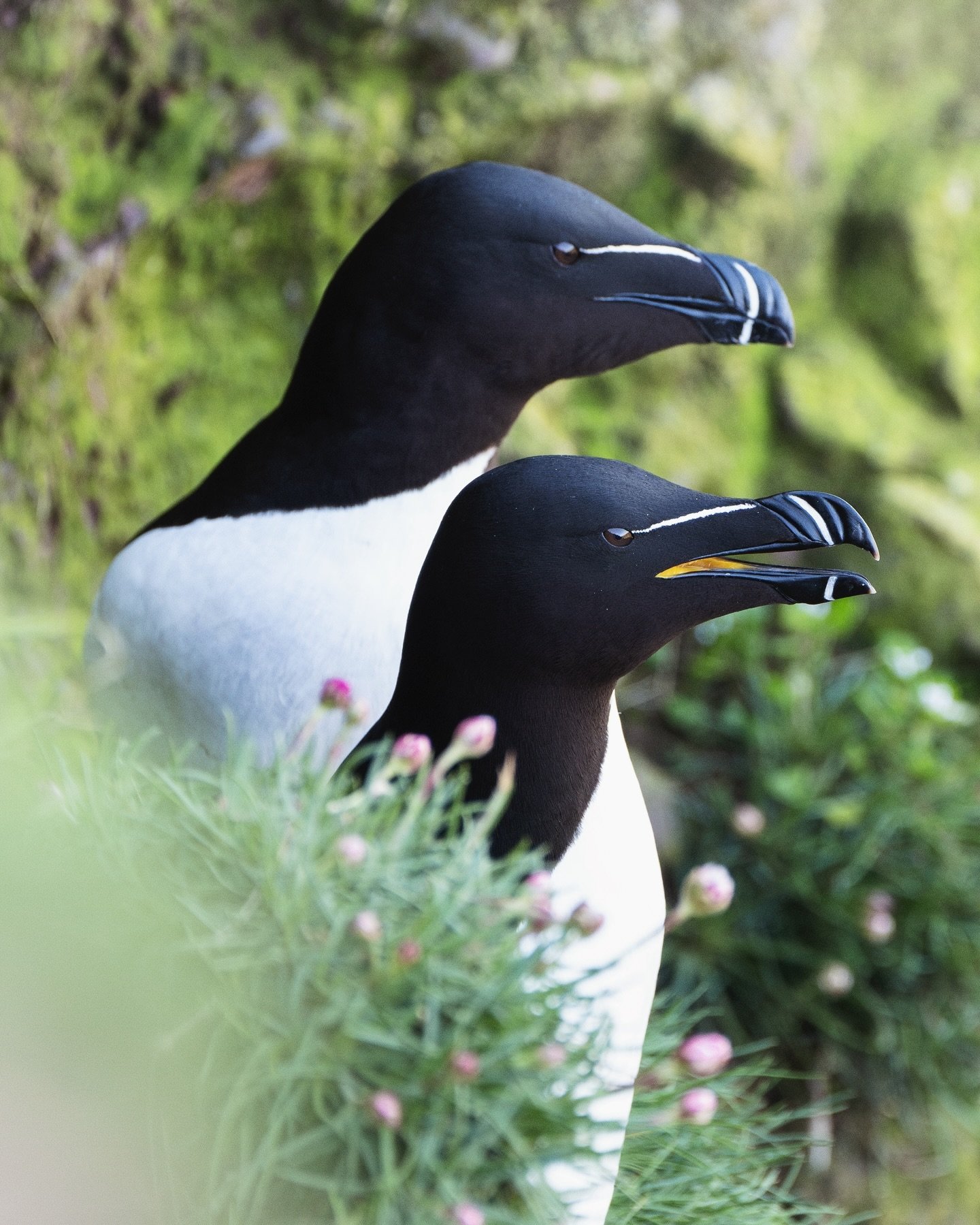 Razorbills, high in the steep cliffs of RSPB Fowlsheugh. These are one of my favourite sea birds to photograph with fantastic monochromatic markings and a cool looking beak. They share the steep cliffs here with guillemots, kittiwakes, fulmars and mo