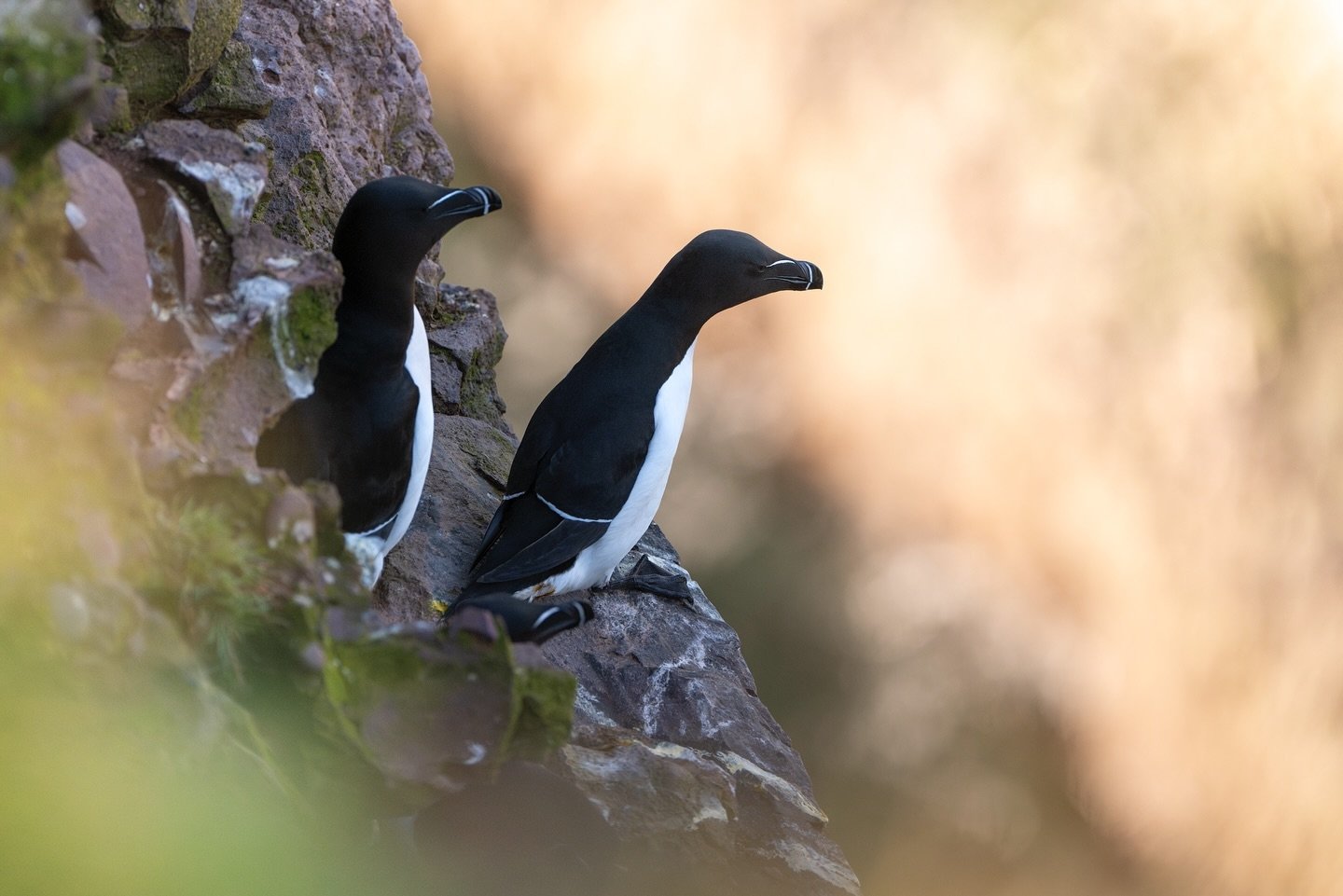 Two razorbills peering over into the abyss below them, with the golden hues of morning light setting the cliff side on fire beyond them. 

I don&rsquo;t often post 3:2 ratio images but some of my favourites from the other morning are best viewed that