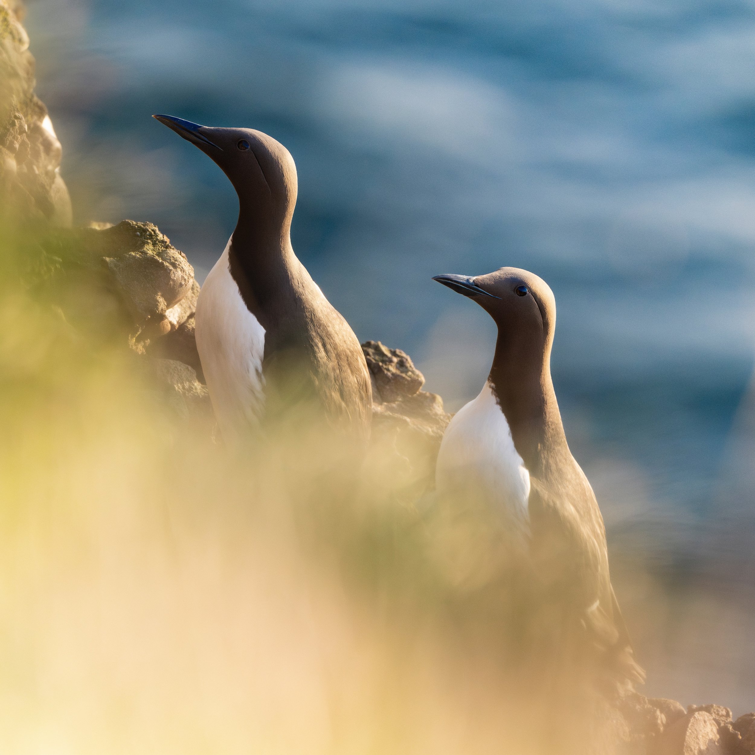 Along with the razorbills, guillemots nest in the sheer cliffs at RSPB Fowlsheugh. They&rsquo;re part of the same bird tribe - Alcini - which makes sense when you see them side by side, not only living in close proximity, but for their looks. There a