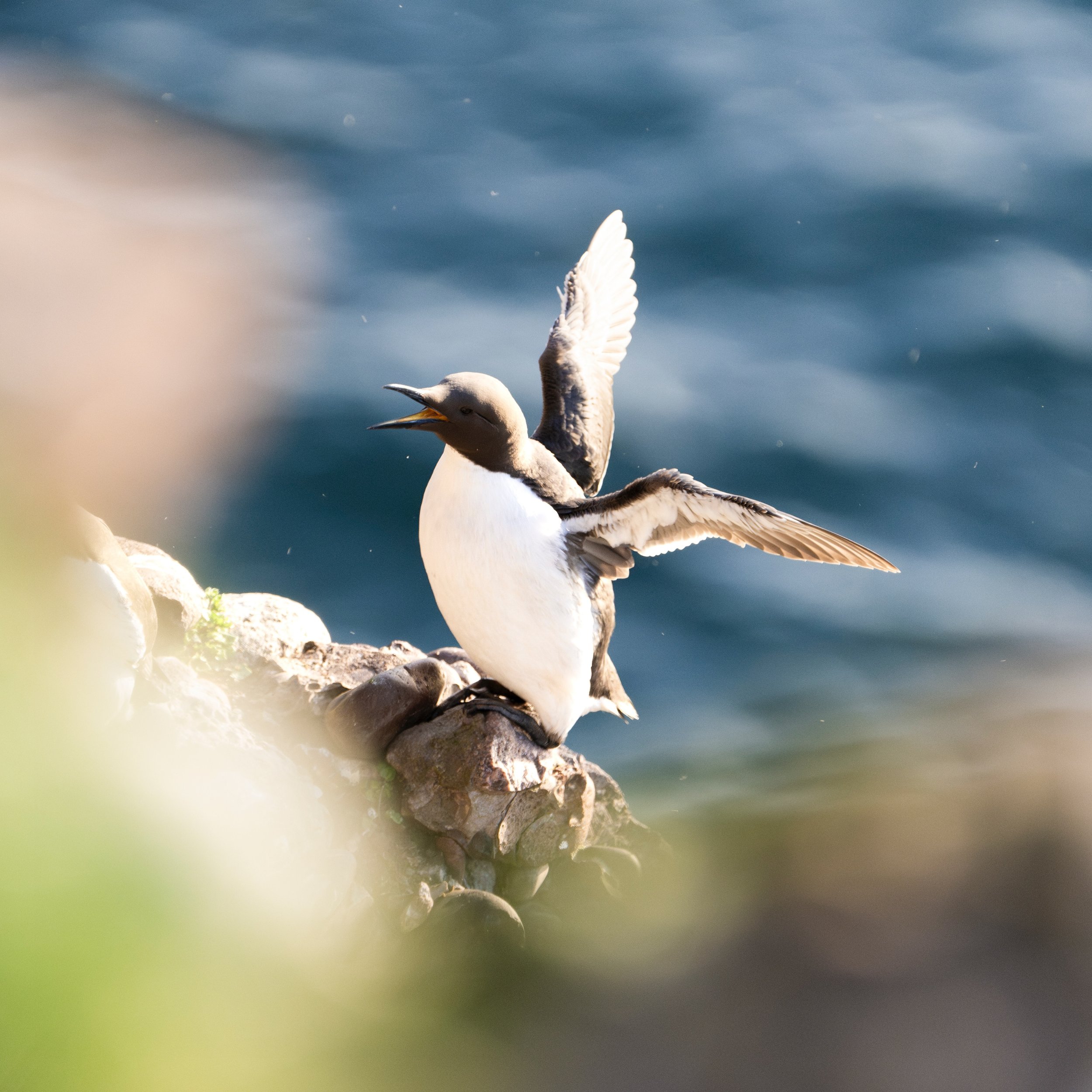 A guillemot shaking out its wings on a precipice, the sea glistening below in the morning light.

#rspbfowlsheugh #guillemot #seabird #scotland #wildlife @rspb #wild #nature #naturephotography #wildlifephotography #photography #ig_wildlife #nikon #z9