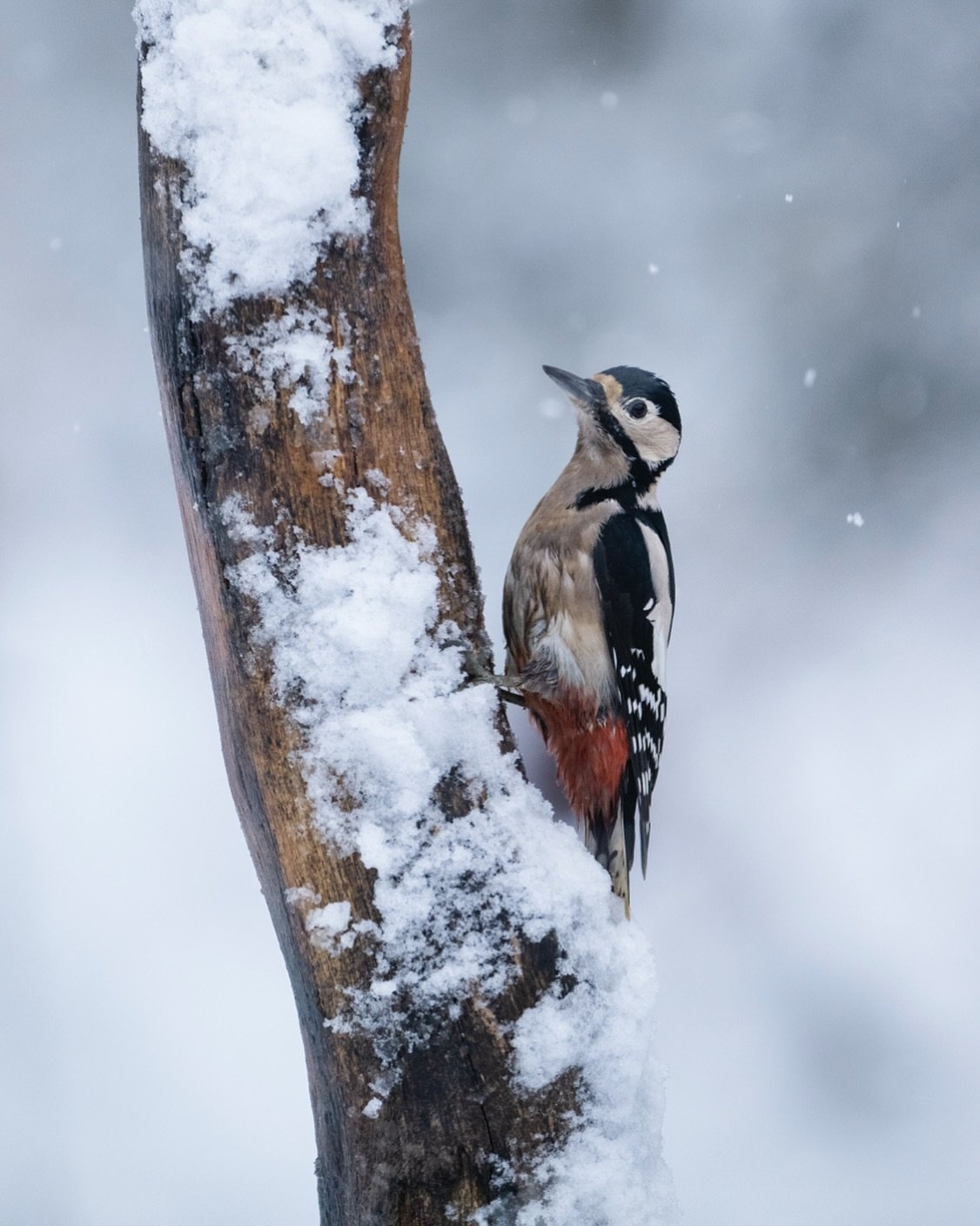 Greater spotted woodpecker in the snow. I still have so many to go through, I hope you&rsquo;re not all sick of snowy bird photos yet 😂

#woodpecker #snow #winter #scotland #greaterspottedwoodpecker #nikon @nikoneurope @nikonuknordic #wildlife #wild
