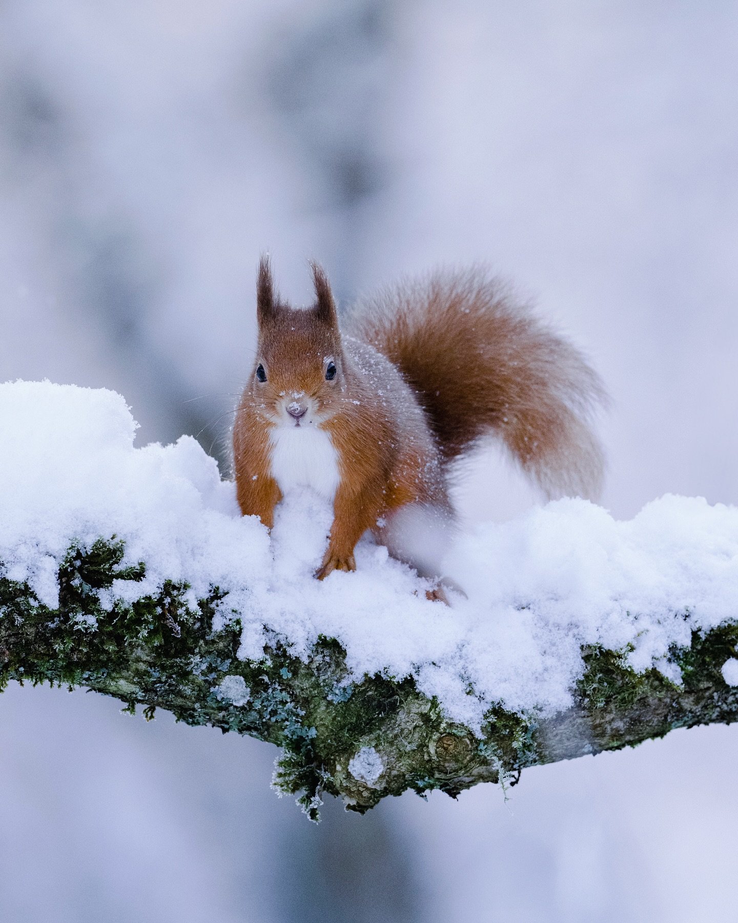 I&rsquo;m working on my Christmas card set for next year and this little chonker of a red squirrel is one of the real contenders for fave so far. I&rsquo;m split between red squirrels, robins and blackbirds for most Christmassy animals in the snow. W