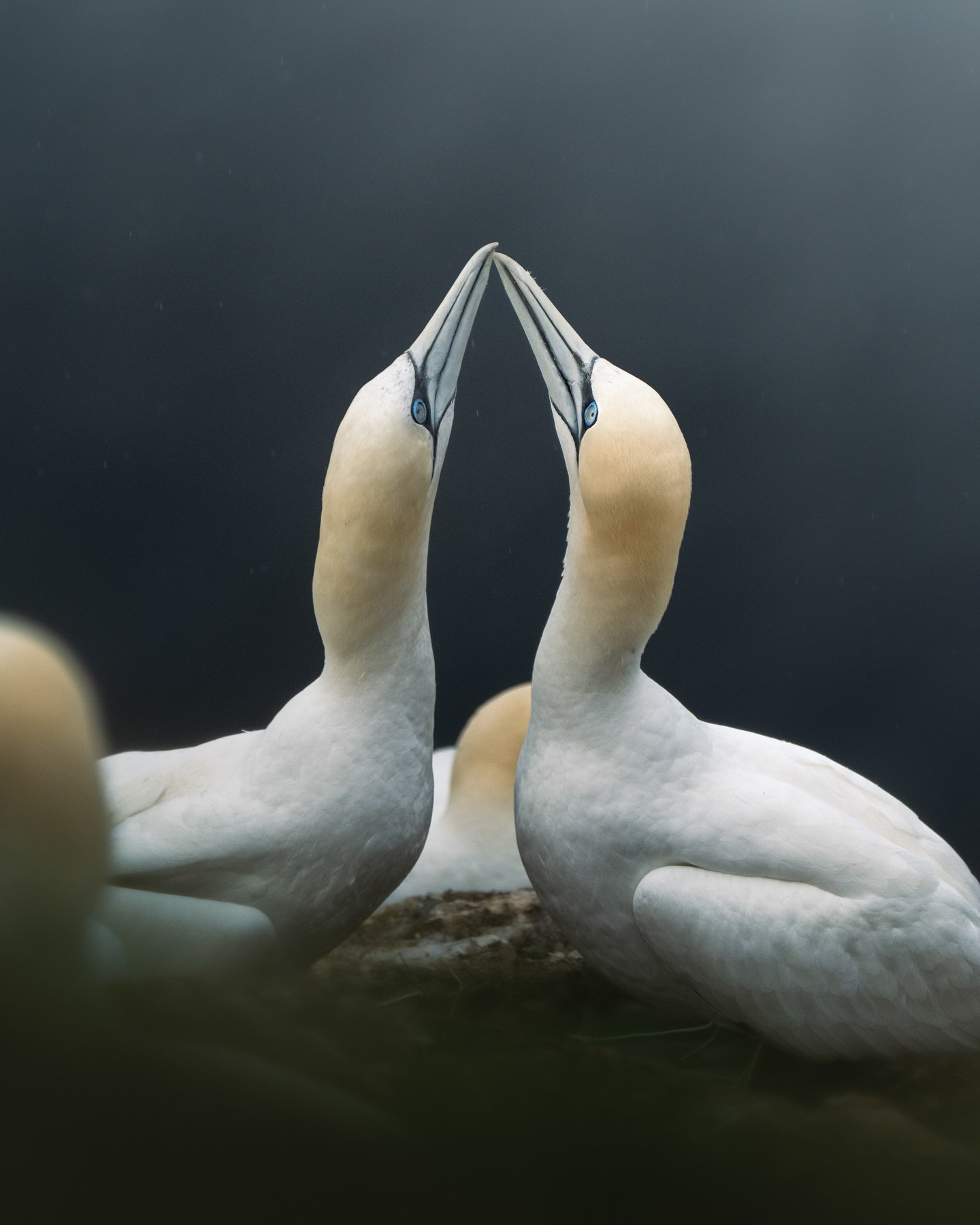 Two Northern Gannets performing their mating ritual high on the cliff tops of Troup Head. They often pair for life, returning to the colony each year to breed, renewing their bonds with these tender dances. 

I&rsquo;m finally getting round to editin