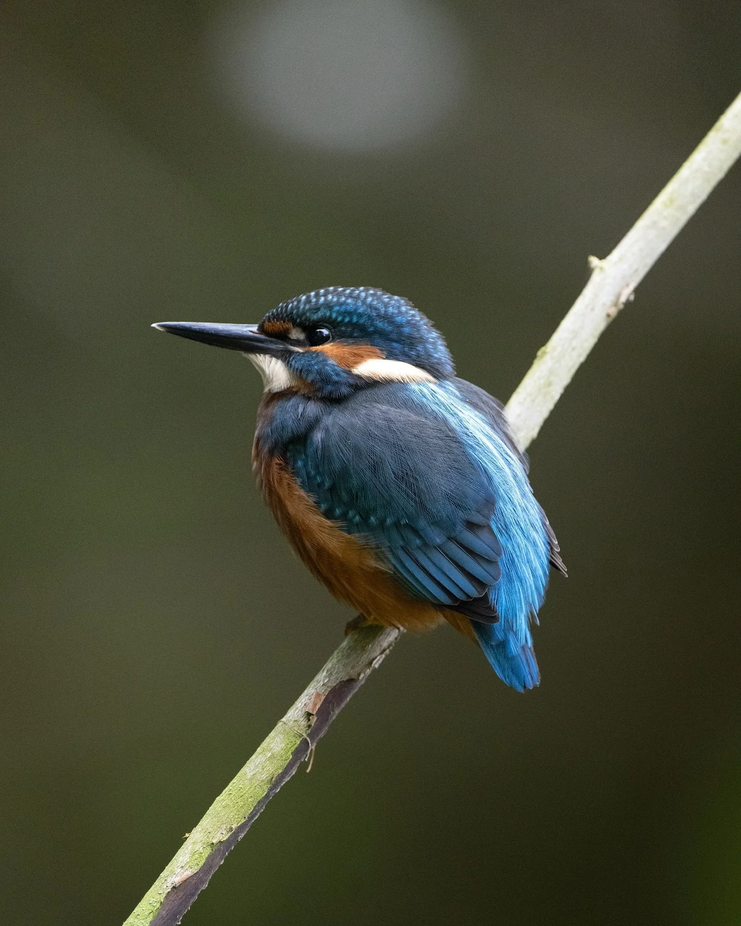Another from my few hours with the kingfishers, just before the rain set in. Hunting for fish just feet in front of the hide, his vivid blue and rusty orange popping against the dark water. I was impressed with the z9s noise performance with these sh