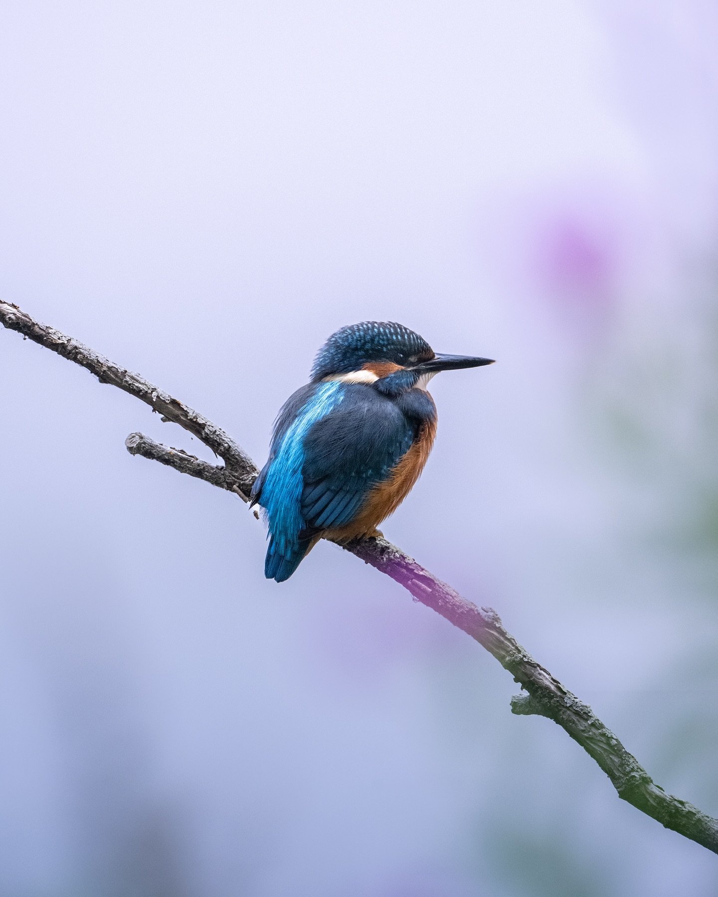 More kingfisher images from the weekend. Shooting through the small purple heads of the creeping thistle covering the bank infront of me in order to bring some colour into the foreground of this otherwise quite plain background. I&rsquo;m quite pleas